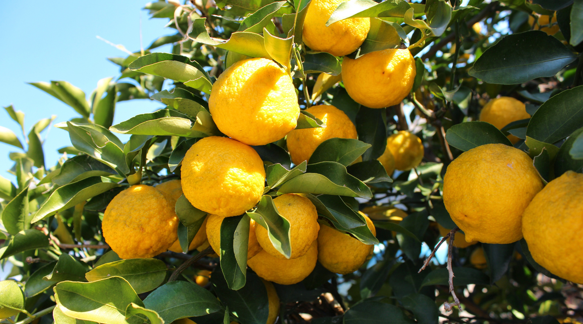 Sparkling Yuzu Lemonade — Cookery